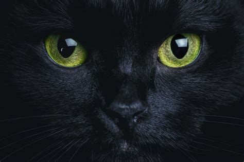 Adrian innoccent sweet cat noir hot flirt miraculous amino. Adopter un chat noir