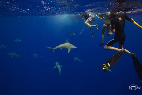 No Cage Shark Diving Oahu Memugaa