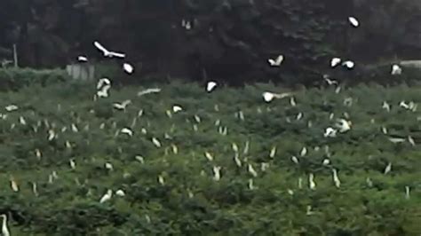 Jakarta unik : Habitat Burung Kelapa Gading - YouTube