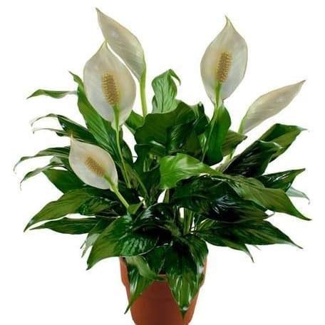 A place with just enough light, proper moisture transplant your lily into a regular container or pot if it is in a temporary plastic pot. Jual tanaman indoor peace lily / pohon spathiphyllum lili ...
