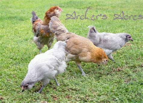 archer s acres blue wheaten lavender ameraucana chickens hens and rooster