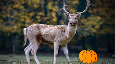 But i think it all depends on availability. Do Deer Eat Pumpkins? - Animal Hype