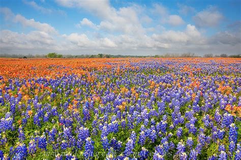 Indian paintbrush (casilleja indivisa) one of two hundred species of castilleja, castilleja indivisi or indian paintbrush. texas wildflowers,bluebonnets,indian paintbrush,whitehall ...