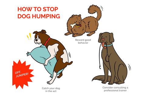 Humping Dogs Mount For More Than Sexual Reasons