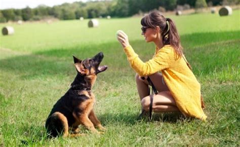5 Training Tips For The German Shepherd Dog German Shepherd Country