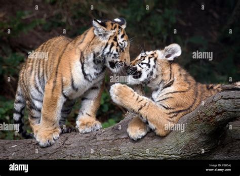 Siberian Tiger Cubs Hi Res Stock Photography And Images Alamy