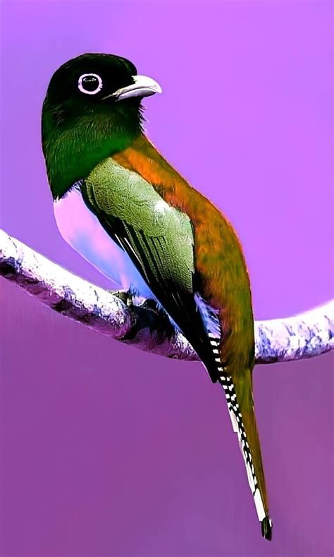 Lindas 🦜 Aves Most Beautiful Birds Beautiful Photos Of Nature Pretty