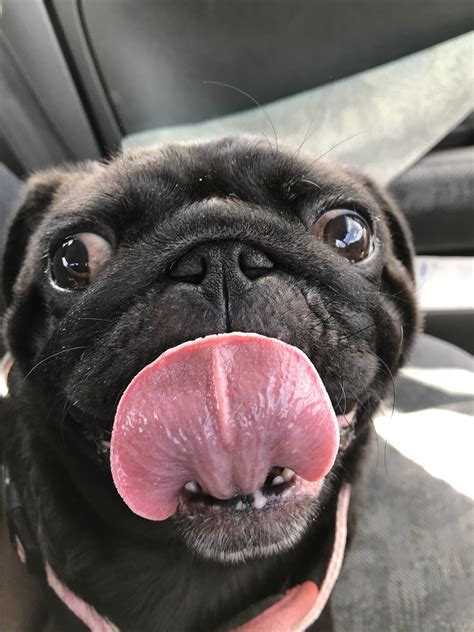 Its Tongue Out Tuesday Pugs