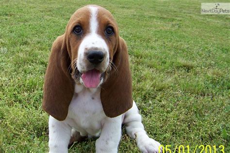 And it has been awarded blue ribbon kennel status. Basset Hound puppy for sale near Southeast Missouri, Missouri | bf0e44f0-4701