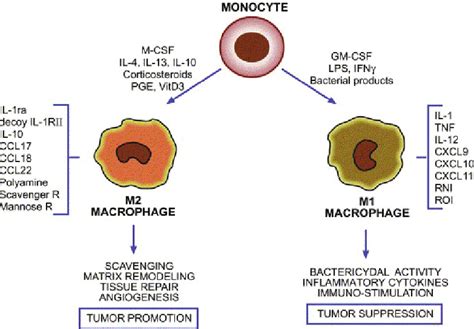 M1 And M2 Macrophages