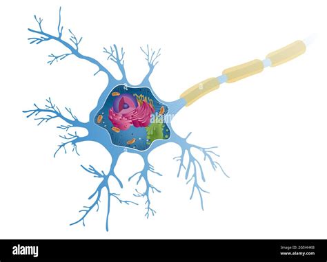 Neurona Motora Fotografías E Imágenes De Alta Resolución Alamy