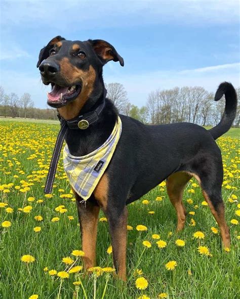 Doberman Shepherd German Shepherd And Doberman Mix Info Pictures Faqs And More
