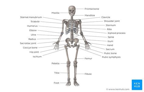 Skeletal System Quizzes Learn Bone Anatomy Fast Kenhub