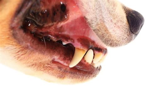 My Dog Has Black Gums 5 Reasons To Worry Petdt 2023