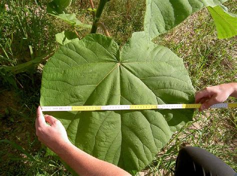 Mature polonia trees reach a height of 30 to 40 feet according to dr. Paulownia Tomentosa crecímiento