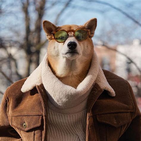 Mensweardog The Most Stylish Dog In The World In 2022 Menswear Dog