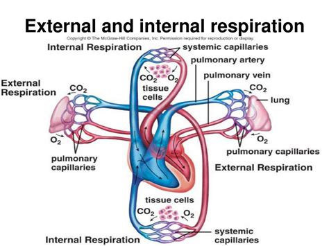 External Vs Internal Respiration Samim