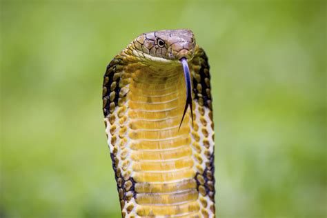 King Cobra Wallpapers Backgrounds