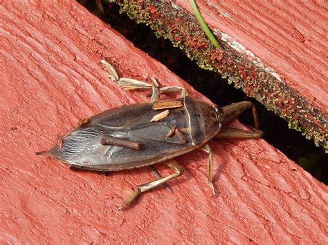 Powell River Books Blog Coastal Bc Insects Giant Water Bug