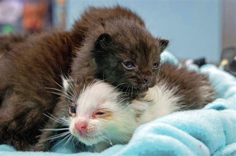 (lax) pic hide this posting restore restore this posting. Kitten stowaways found after long journey in steel column ...