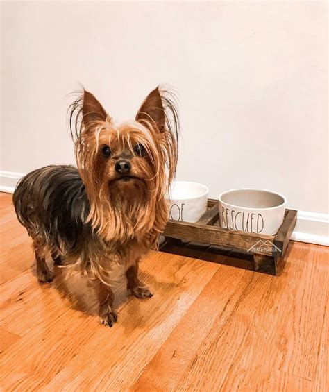 Check spelling or type a new query. Dog Bowl Stand SMALL Dog or Cat Elevated Dog Food Stand ...