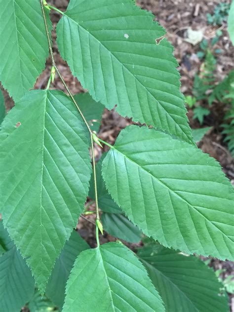 Tree Betula Lenta Sweet Or Black Or Cherry Birch Master Gardeners Of Northern Virginia