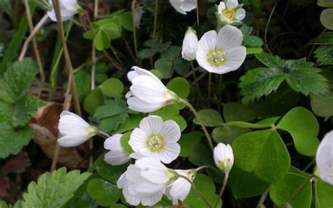 Selected spring flowering shrubs and climbers (5). Top 12 wildflowers for spring | The Telegraph