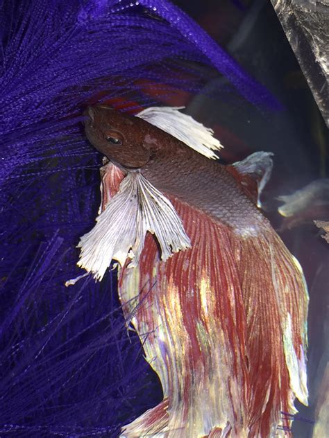 Does My Betta Have Velvet Or Tropical Fish Forums