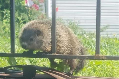 How To Get Rid Of Groundhogs In The Garden 5 Easy Ideas To Try