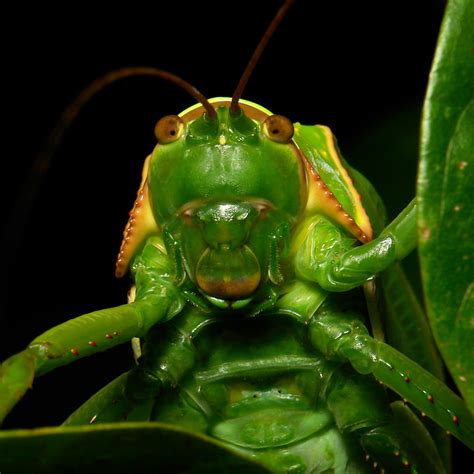 Surprise Giant False Leaf Katydid Pseudophyllus Titan Flickr