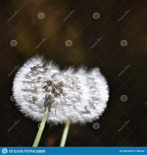 Common Dandelion Blowball Stock Photo Image Of Lion 220216870