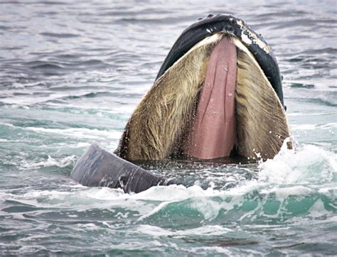 And then i realized, 'oh my god i'm in a whale's mouth. Tag » blue whale math « @ sciencebug.org