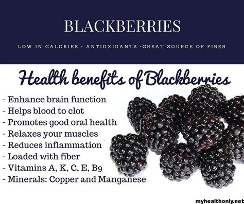 12 miraculous benefits of blackberries you must to know my health only