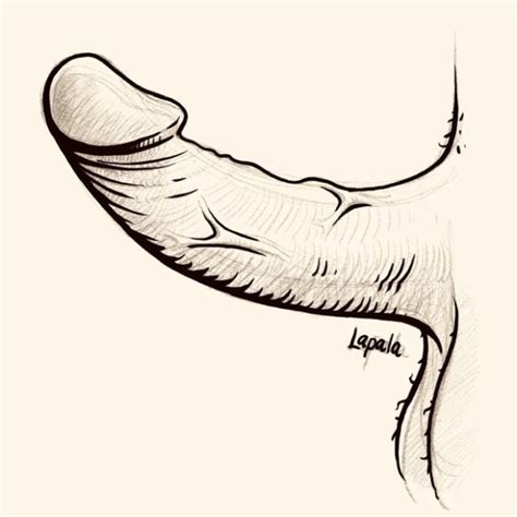 Penis Draw Lapala