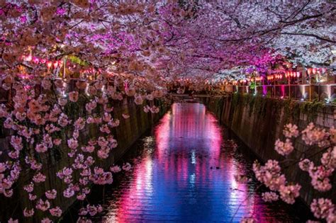 Evening Hanami Cherry Blossom Tour Tokyo Reisen