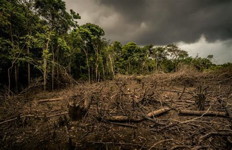 Learn The Effects Of Deforestation Wwf