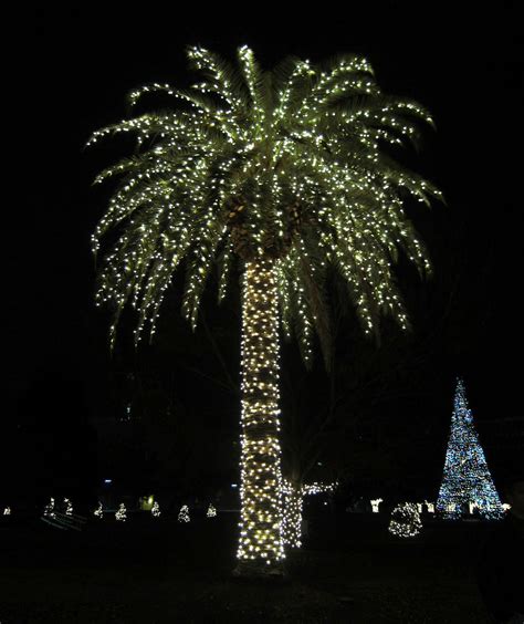 Palm Tree Christmas Lights Пальма Новый год Рождество