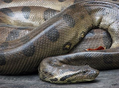 A Large Snake Laying On Top Of A Wooden Floor