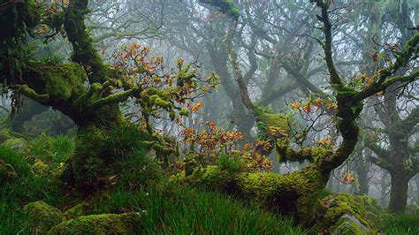 Green Algae Covered Tree Trunk Leaves Branches Grass Field Fog Forest