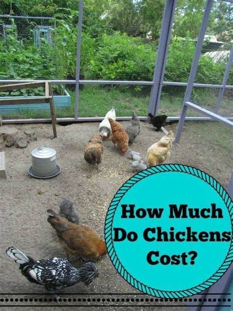 If you had the space you kept a house cow too. 17 Best images about Homestead Chickens on Pinterest | The ...