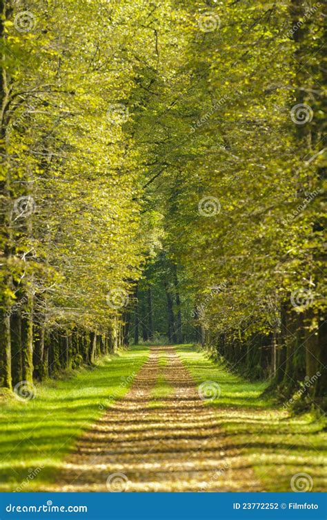 Tree Alley Stock Photo Image Of Nature Park Perspective 23772252