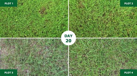 Just be sure to wait three weeks after an application of preen lawn weed control before. Weed Control Time-lapse - YouTube