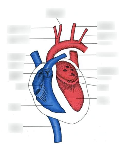 Rat Heart Anatomy Diagram Quizlet