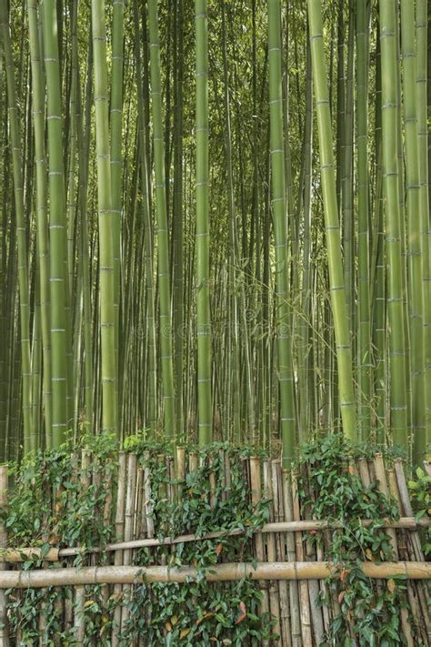 Green Bamboo Forest Stock Image Image Of Leaf Bamboo 87852729