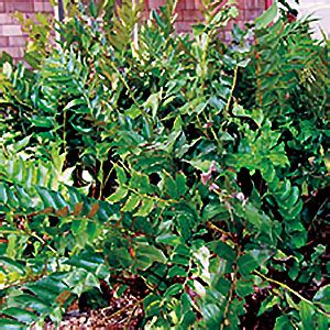 The japanese holly fern is part of the dryopteridaceae family. Japanese holly fern | UC Davis Arboretum and Public Garden
