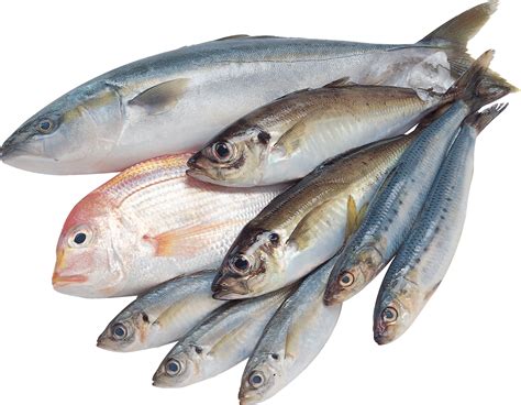 Fish Png Transparent Image Download Size 1874x1455px