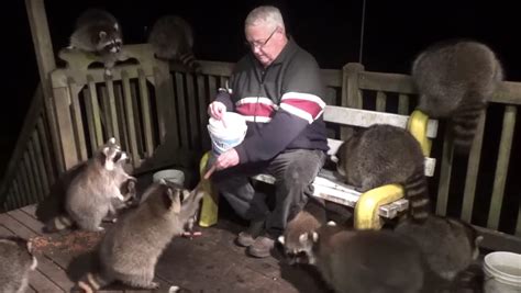 Man Gets Mobbed By Raccoons While Feeding Them Hot Dogs Nerdist
