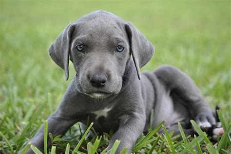 Dogs With Blue Eyes Causes Dangers And Breeds