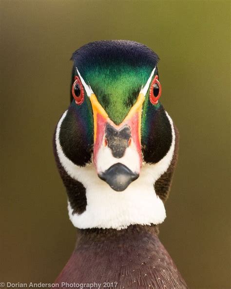 Dorian Anderson On Instagram Wood Duck Stare Down Stoked To Get Such