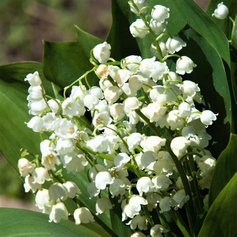 Lily Of The Valley Pips 24 Flowering Lily Of The Valley Bulbs Easy